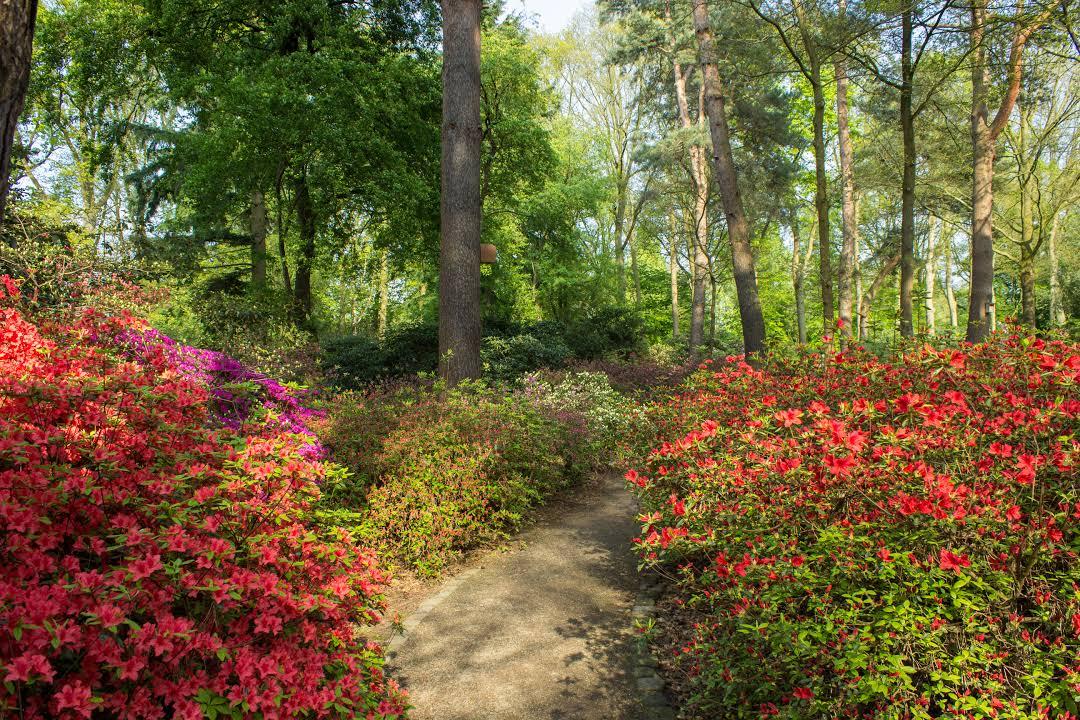 Rhododendron-Park Bremen
